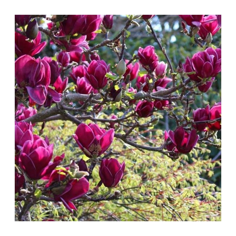 Magnolija 'Cleopatra' /Magnolia/ - C7.5 kont., 150-160cm.