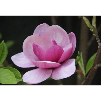 Magnolija 'Cleopatra' /Magnolia/ - C7.5 kont., 150-160cm.