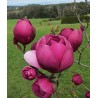 Magnolija 'Black Tulip' /Magnolia/ - C10 kont., 200-220cm.