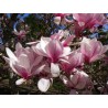 Sulanža magnolija 'Winelight' /Magnolia x soulangeana/ 125-150cm, C20 kont.