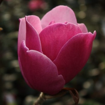 Magnolija 'Sweet Merlot'...