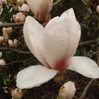 Sulanža magnolija 'San...