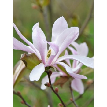 Lebnera magnolija 'Leonard Messel' /Magnolia x loebneri/ 80-100cm, C5 kont.