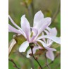 Lebnera magnolija 'Leonard Messel' /Magnolia x loebneri/ 80-100cm, C5 kont.