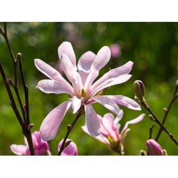 Lebnera magnolija 'Leonard Messel' /Magnolia x loebneri/ 80-100cm, C5 kont.