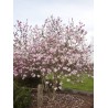 Lebnera magnolija 'Leonard Messel' /Magnolia x loebneri/ 80-100cm, C5 kont.