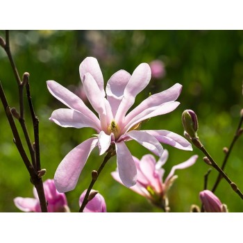Lebnera magnolija 'Leonard Messel' /Magnolia x loebneri/- 60-80cm, C3 kont.