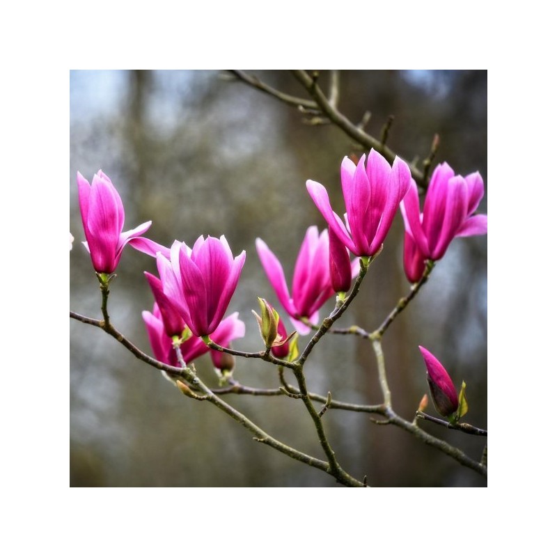 Magnolija 'Betty' /Magnolia/ 125-150cm, C20 kont.