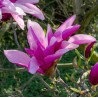 Magnolija 'Betty' /Magnolia/ 125-150cm, C20 kont.