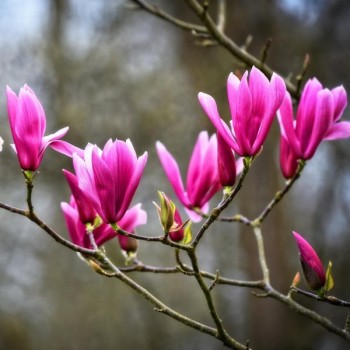 Magnolija 'Betty'...