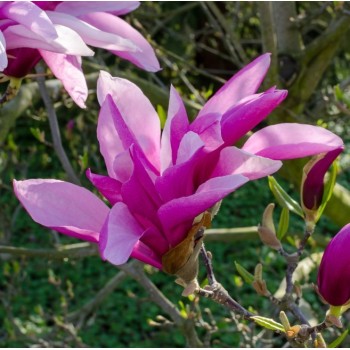 Magnolija 'Betty' /Magnolia/ -  50-70 cm, C3 kont.