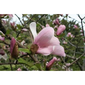 Magnolija 'Simple Pleasures'/Magnolia/ - 150-175cm, C20 kont.