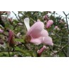 Magnolija 'Simple Pleasures'/Magnolia/ - 150-175cm, C20 kont.