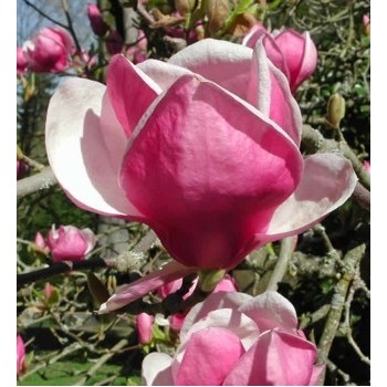 Magnolija 'Rustica Rubra' /Magnolia x soulangeana/ - C2.5 kont.