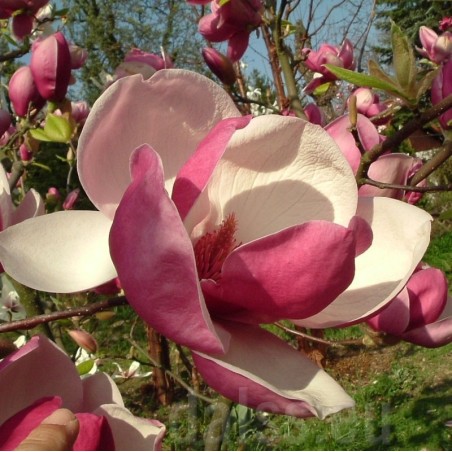 Magnolija, sulanža 'Rustica Rubra' /Magnolia x soulangeana/ - C2.5 kont.