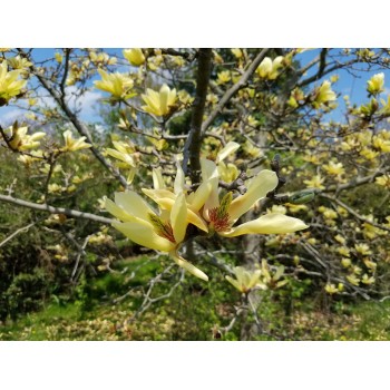 Magnolija 'Limelight' /Magnolia/ 70-90 cm, C7,5 kont.