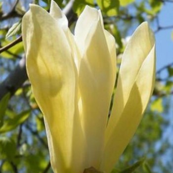 Magnolija 'Limelight' /Magnolia/ 70-90 cm, C7,5 kont.