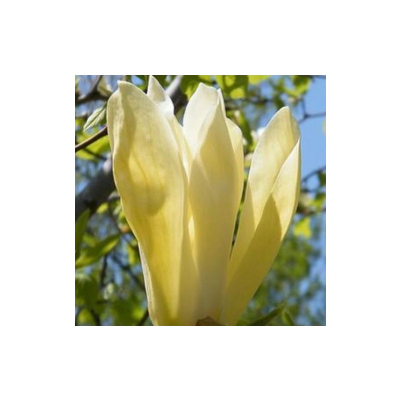 Magnolija 'Limelight' /Magnolia/ 70-90 cm, C7,5 kont.