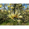 Magnolija 'Limelight' /Magnolia/- 120-140cm