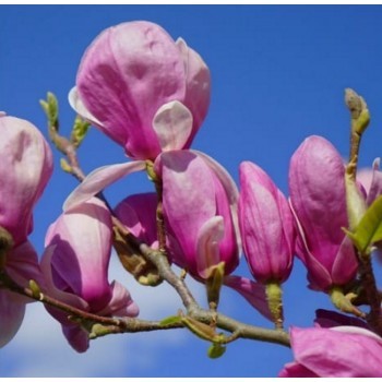 Sulanža magnolija 'Coates' /Magnolia x soulangiana/- 60-80cm, C3 kont.