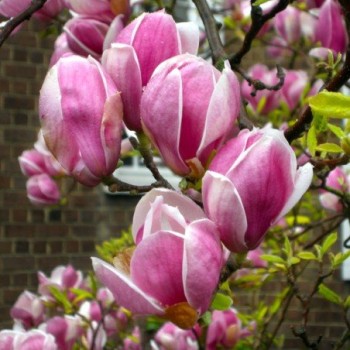 Sulanža magnolija 'Lennei' /Magnolia x soulangeana/ 150-175cm, C20 kont.