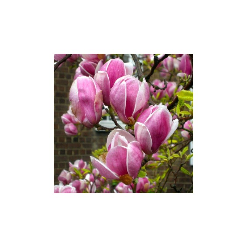 Sulanža magnolija 'Lennei' /Magnolia x soulangeana/ 40-60cm, C3 kont.