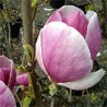 Sulanža magnolija 'Lennei' /Magnolia x soulangeana/ 150-175cm, C20 kont.
