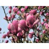 Sulanža magnolija 'Lennei' /Magnolia x soulangeana/ 40-60cm, C3 kont.