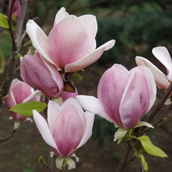 Sulanža magnolija /...