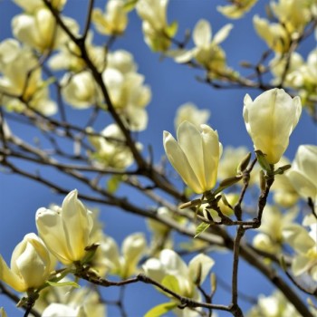 Magnolija 'Butterflies'...