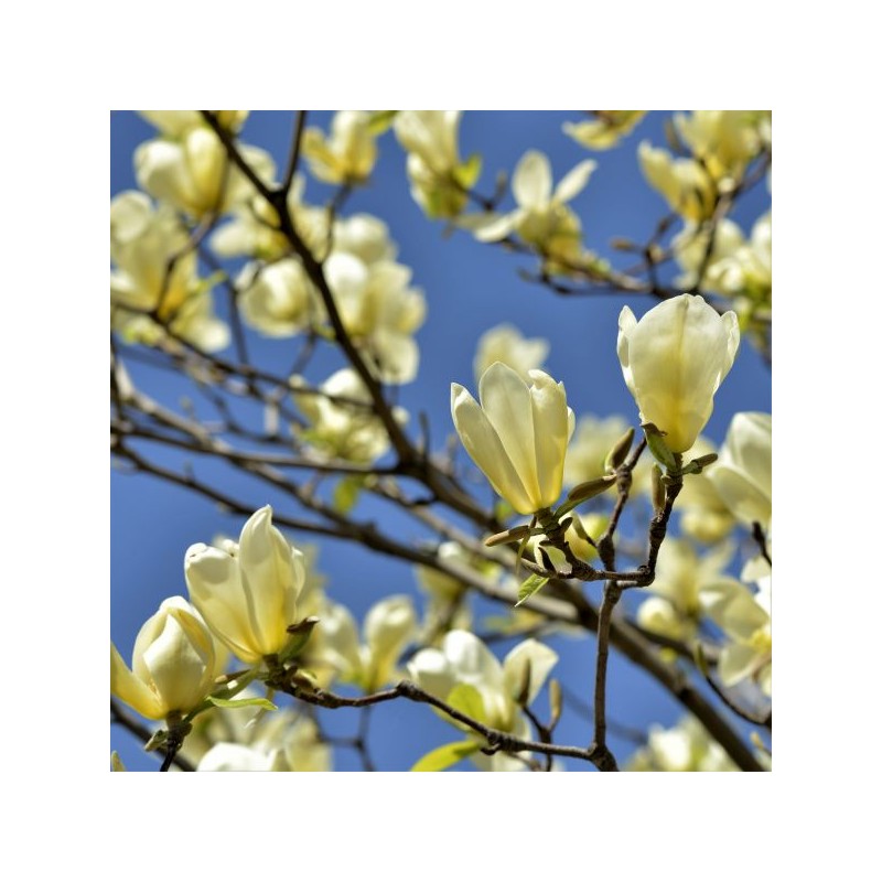 Magnolija 'Butterflies' /Magnolia/ 80-100cm, C7,5 kont.