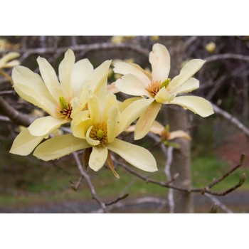 Magnolija 'Butterflies' /Magnolia/ 80-100cm, C7,5 kont.
