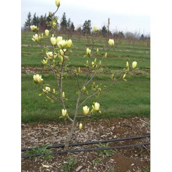 Magnolija 'Butterflies' /Magnolia/ 80-100cm, C7,5 kont.