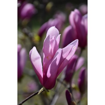 Magnolija 'Randy' /Magnolia/ - P9 kont.