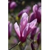 Magnolija 'Randy' /Magnolia/ - P9 kont.