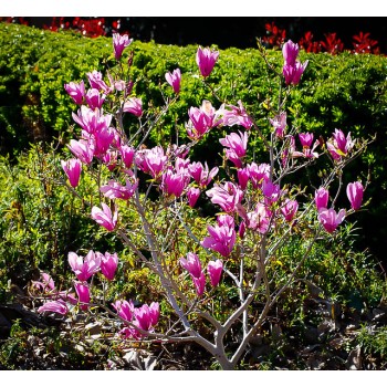 Magnolija 'Randy' /Magnolia/ - P9 kont.