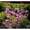 Magnolija 'Randy' /Magnolia/ - P9 kont.