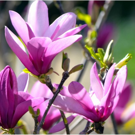 Magnolija 'Randy' /Magnolia/- 60-80cm, C3 kont.