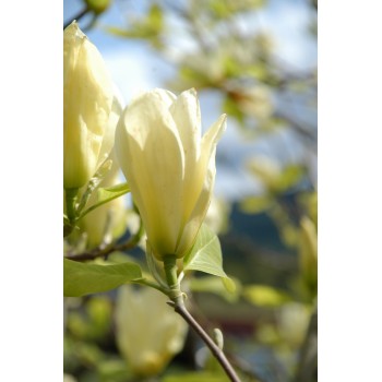 Magnolija 'Elizabeth' /Magnolia/- 100-125cm, C7.5 kont.