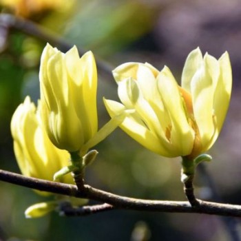 Magnolija 'Elizabeth'...