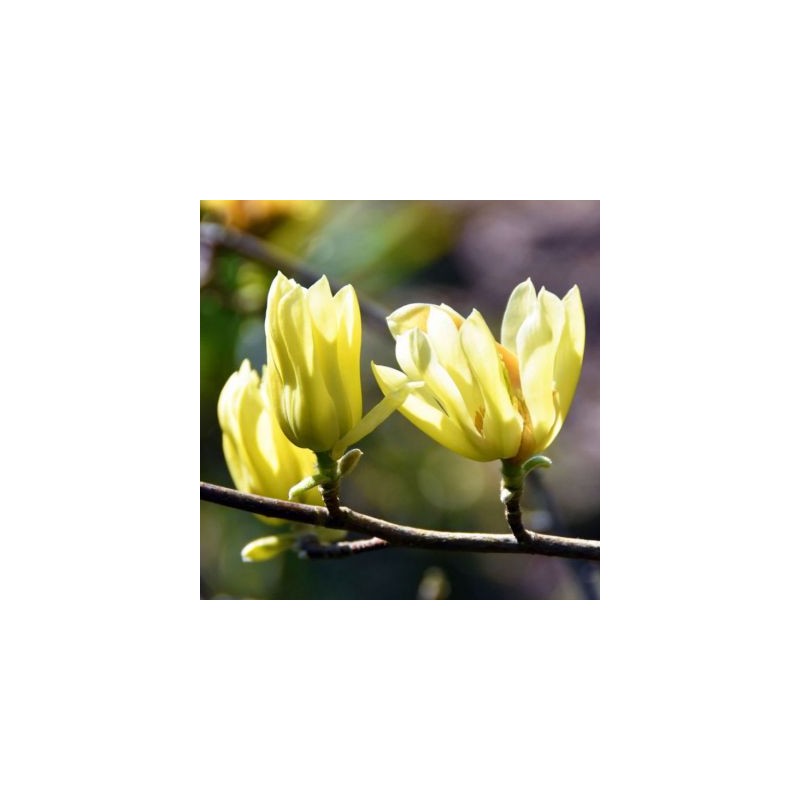 Magnolija 'Elizabeth' /Magnolia/- 100-125cm, C7.5 kont.