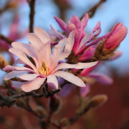 Lebnera magnolija 'Leonard Messel' /Magnolia x loebneri/ 125-150cm, C20 kont.
