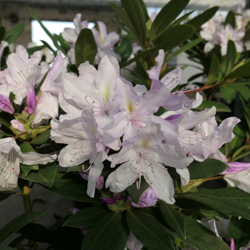 Rododendrs ,,Bezdez,, /Rhododendron/ - C10 kont.