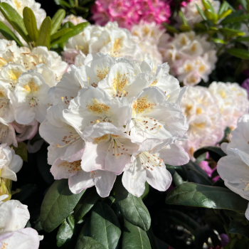 Rododendrs ,,Pernilla,,...