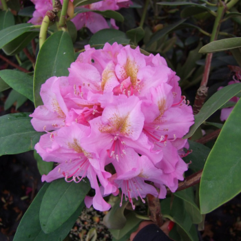 Rododendrs ,,Late Kiss,,...