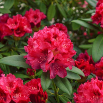 Rododendrs ,,Taragona,,...