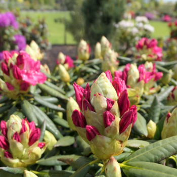 Rododendrs ,, Royal Amaranth,, /Rhododendron/- C10 kont.