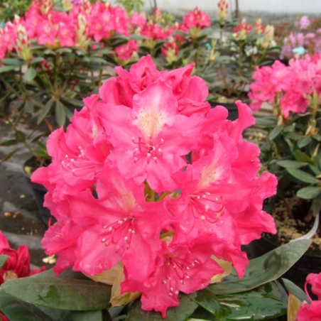 Rododendrs ,, Royal Amaranth,, /Rhododendron/- C10 kont.