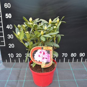 Rododendrs ,, Royal Amaranth,, /Rhododendron/- C10 kont.