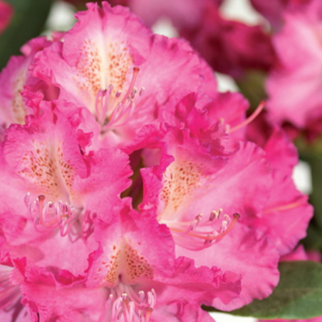Rododendrs ,,Germania,, /Rhododendron/ - C15 kont.